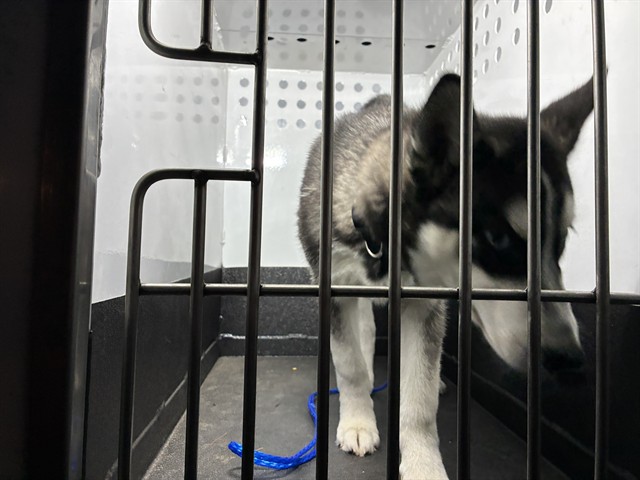 Shelter Stray Male Dog last seen Near BLOCK WHITE ROCK CT, RENO NV 89508, 2825 Longley Ln Suite A, Reno, NV 89502, USA
