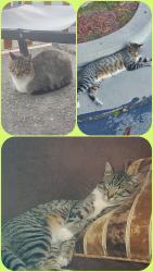 Lost Male Cat last seen Sun Street at the sun street sobering and center, Salinas, CA 93901