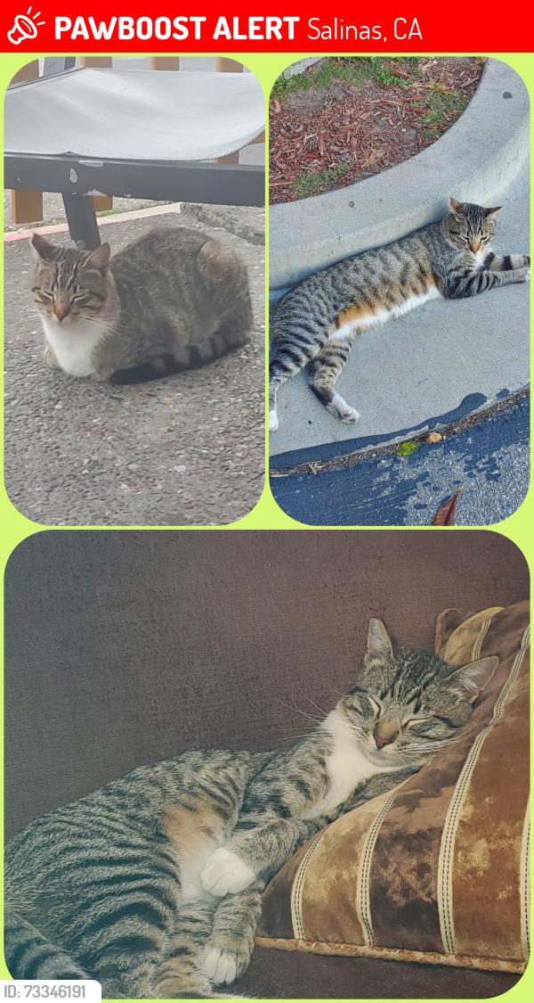 Lost Male Cat last seen Sun Street at the sun street sobering and center, Salinas, CA 93901