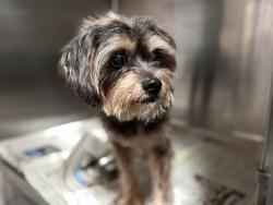 Shelter Stray Male Dog last seen , 3201 Lacy St, Los Angeles, CA 90031, USA