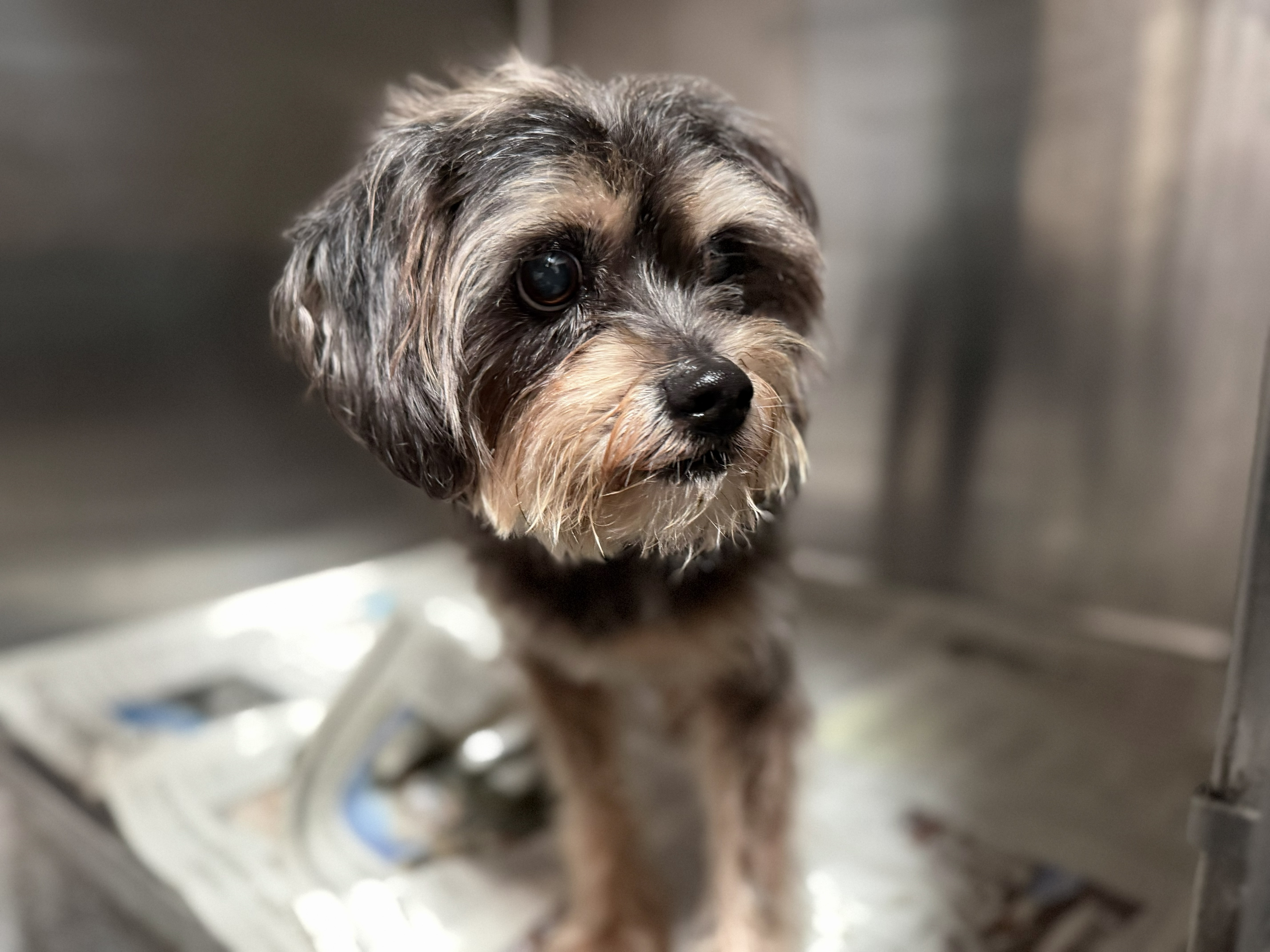 Shelter Stray Male Dog last seen , 3201 Lacy St, Los Angeles, CA 90031, USA