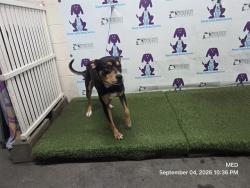 Shelter Stray Male Dog last seen , 2769 Conroy Rd, Orlando, FL 32839, USA