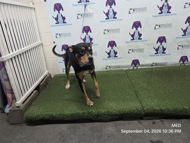 Shelter Stray Male Dog last seen , 2769 Conroy Rd, Orlando, FL 32839, USA