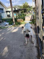 Shelter Stray Female Dog last seen Near BLOCK VILLA NORTE, 4710 TX-151, San Antonio, TX 78227, USA