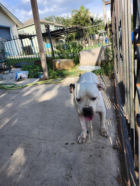 Shelter Stray Female Dog last seen Near BLOCK VILLA NORTE, 4710 TX-151, San Antonio, TX 78227, USA