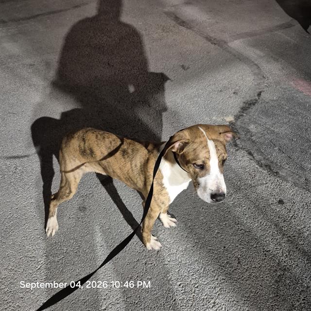 Shelter Stray Male Dog last seen Near BLOCK TIMBER PATH, 4710 TX-151, San Antonio, TX 78227, USA