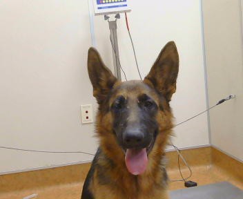 Shelter Stray Female Dog last seen SCOTT RD/ LATROBE RD, 95683, 3839 Bradshaw Rd, Sacramento, CA 95827, USA