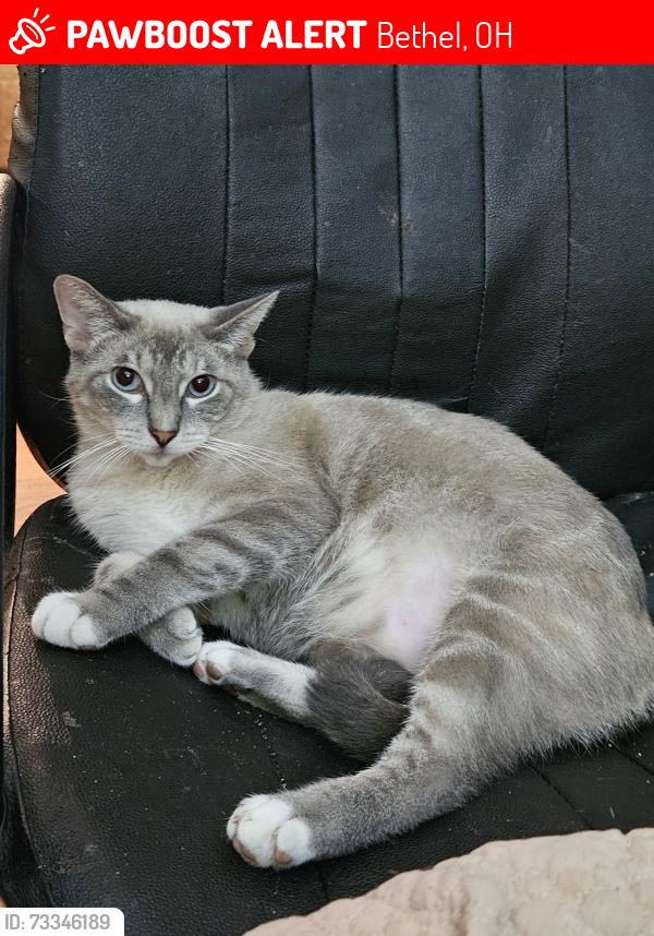 Lost Male Cat last seen SR232 & Bethel New Richmond Rd., Bethel, OH 45106