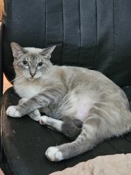 Lost Male Cat last seen SR232 & Bethel New Richmond Rd., Bethel, OH 45106