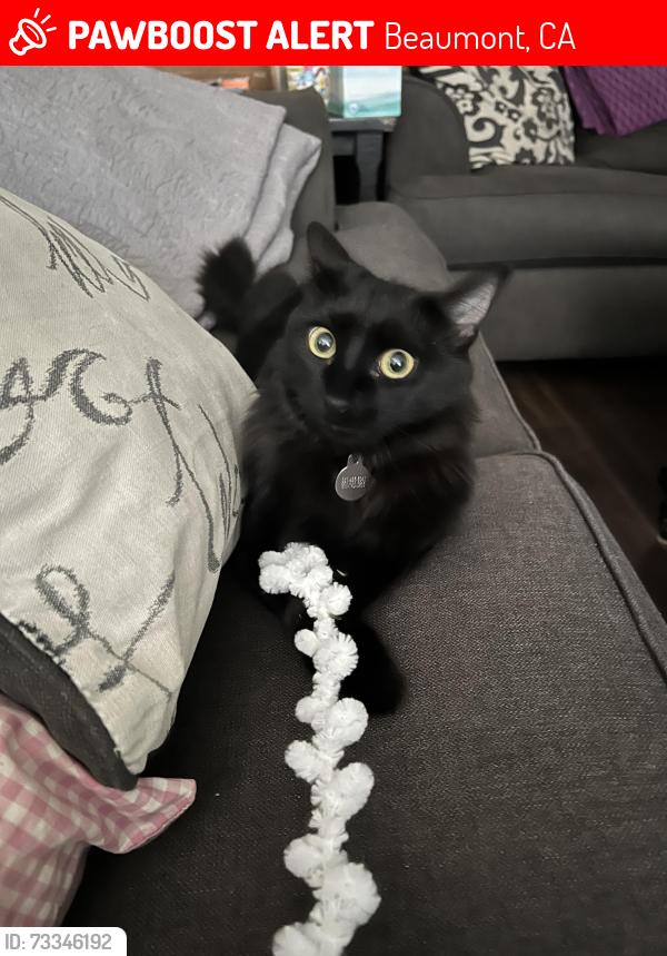 Lost Female Cat last seen Elm and Olive Avenue, Beaumont, CA 92223
