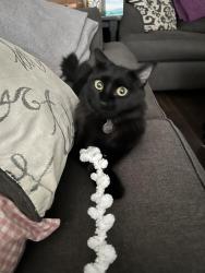 Lost Female Cat last seen Elm and Olive Avenue, Beaumont, CA 92223