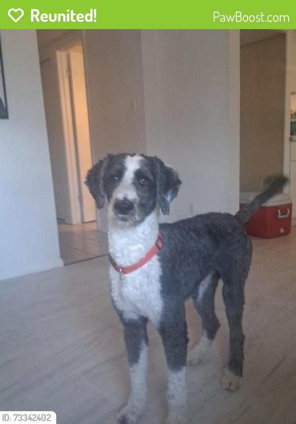 Reunited Male Dog last seen 19th ave and behrend, Phoenix, AZ 85027
