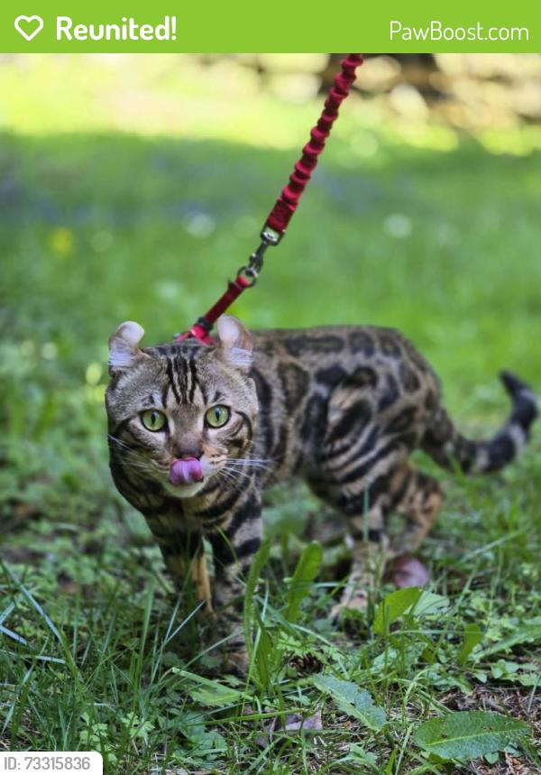 Reunited Male Cat last seen 1st ave and Mercer st, Seattle, WA 98109
