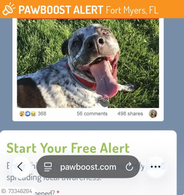 Found/Stray Male Dog last seen Taco truck, Fort Myers, FL 33905