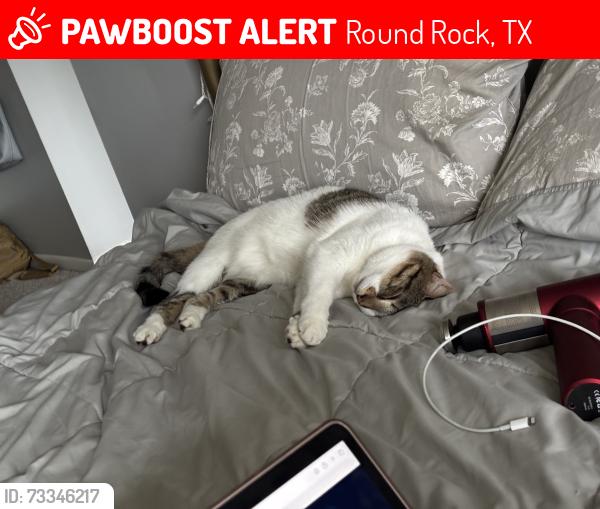 Lost Female Cat last seen Lime rock, Round Rock, TX 78681