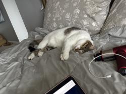 Lost Female Cat last seen Lime rock, Round Rock, TX 78681