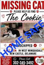 Reunited Female Cat last seen Stanton & Liberty, New Castle, DE 19720
