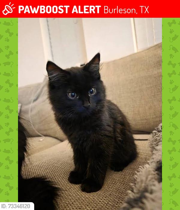 Lost Unknown Cat last seen Stephenson levy myrtle burgers, Burleson, TX 76028
