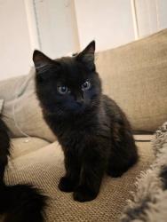 Lost Unknown Cat last seen Stephenson levy myrtle burgers, Burleson, TX 76028