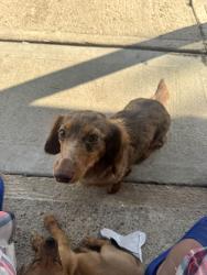 Lost Female Dog last seen Near haugh st, Indianapolis, IN 46222