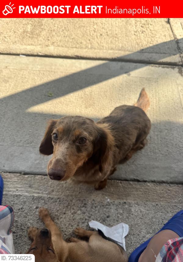 Lost Female Dog last seen Near haugh st, Indianapolis, IN 46222