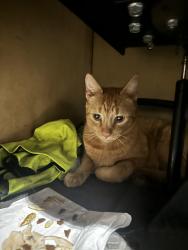 Found/Stray Male Cat last seen N. Willamette BLVD, Portland, OR 97217