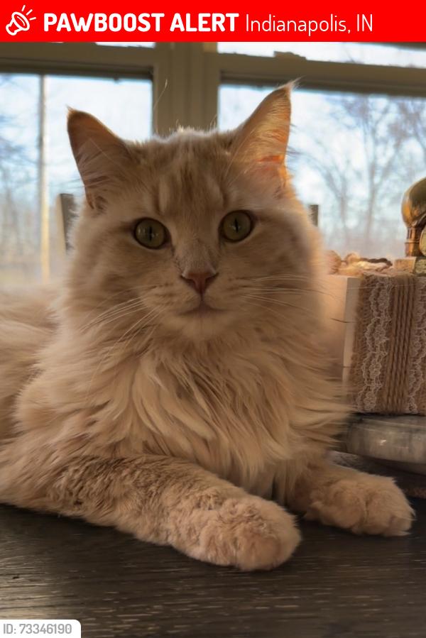 Lost Male Cat last seen Thrasher Dr, Indianapolis, Indiana, 46254, Indianapolis, IN 46254
