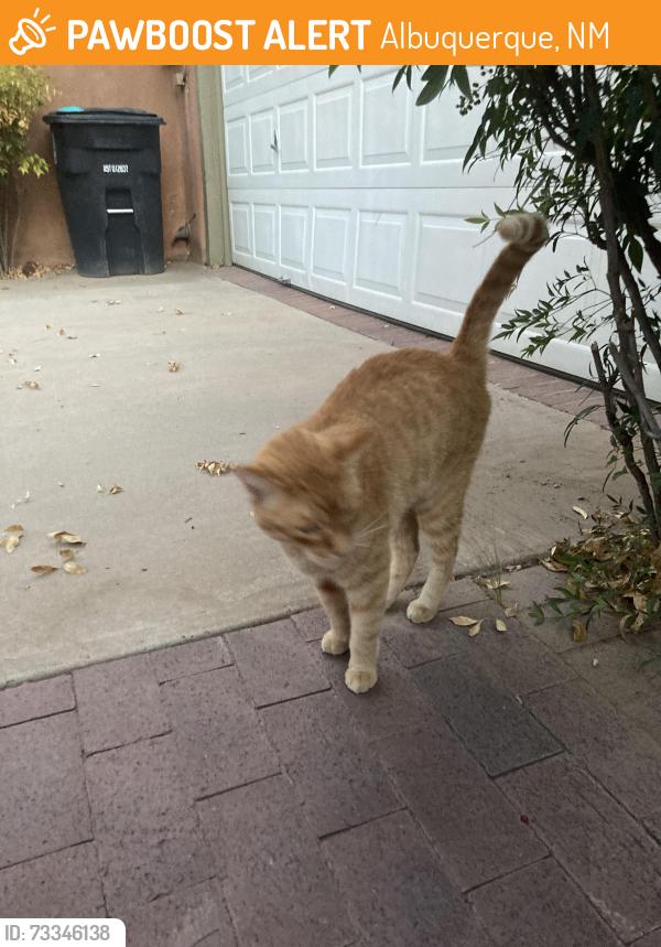 Found/Stray Male Cat last seen Indian School NW and Meadowview NW, Albuquerque, NM 87104