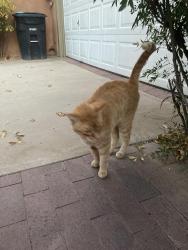 Found/Stray Male Cat last seen Indian School NW and Meadowview NW, Albuquerque, NM 87104