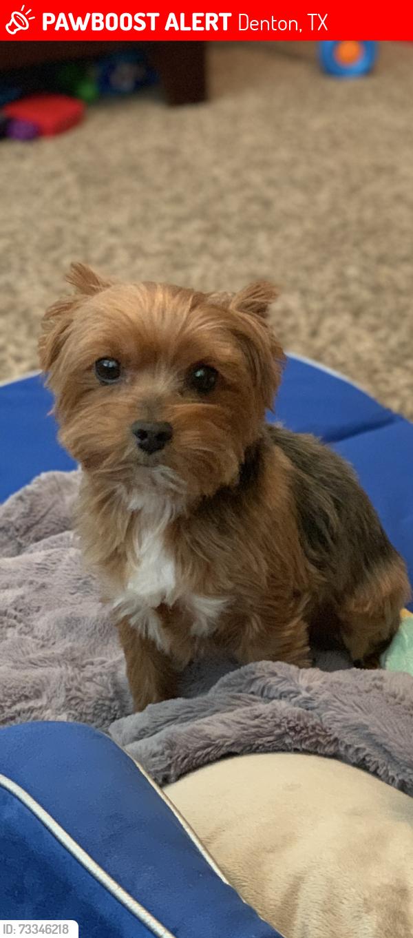 Lost Female Dog last seen Prominence Neighborhood, Denton, TX 76208