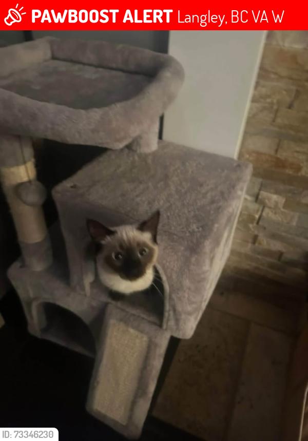 Lost Female Cat last seen Near 54a Langley, Langley, BC V3A 3W4