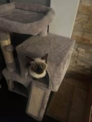 Lost Female Cat last seen Near 54a Langley, Langley, BC V3A 3W4