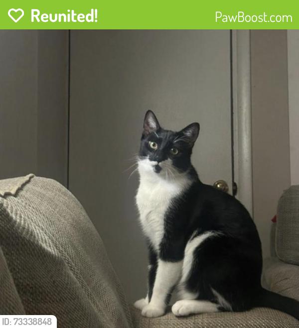 Reunited Male Cat last seen W Edmonston Dr — near Bayard Rustin Elementary School, Rockville, MD 20852, Rockville, MD 20852