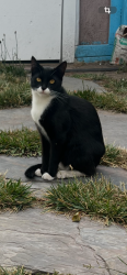 Lost Male Cat last seen Wood and willow street in West Oakland, Oakland, CA 94607