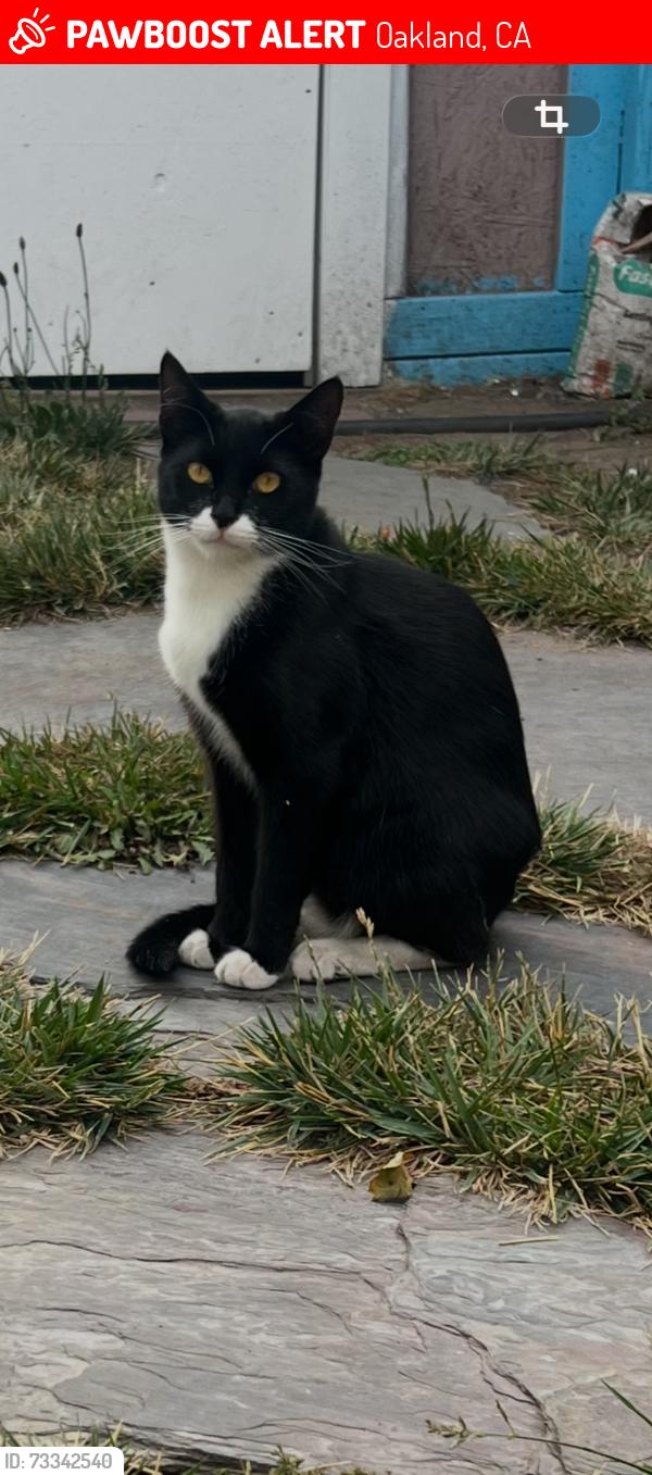 Lost Male Cat last seen Wood and willow street in West Oakland, Oakland, CA 94607