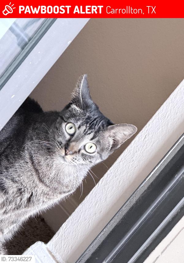 Lost Female Cat last seen Wind dance apmts, Carrollton, TX 75010