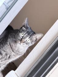 Lost Female Cat last seen Wind dance apmts, Carrollton, TX 75010