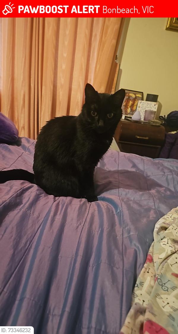 Lost Female Cat last seen Harold St and Broadway, Bonbeach, Bonbeach, VIC 3196