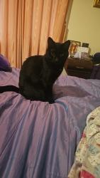 Lost Female Cat last seen Harold St and Broadway, Bonbeach, Bonbeach, VIC 3196