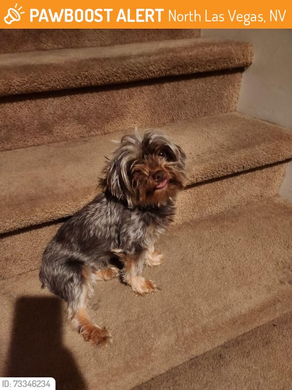 Found/Stray Female Dog last seen Centennial and Simmons, North Las Vegas, NV 89084