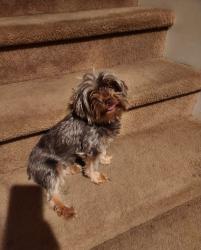 Found/Stray Female Dog last seen Centennial and Simmons, North Las Vegas, NV 89084