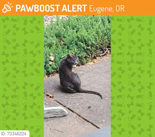Found/Stray Unknown Cat last seen Barger and Terry, Eugene, OR 97402