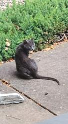 Found/Stray Unknown Cat last seen Barger and Terry, Eugene, OR 97402
