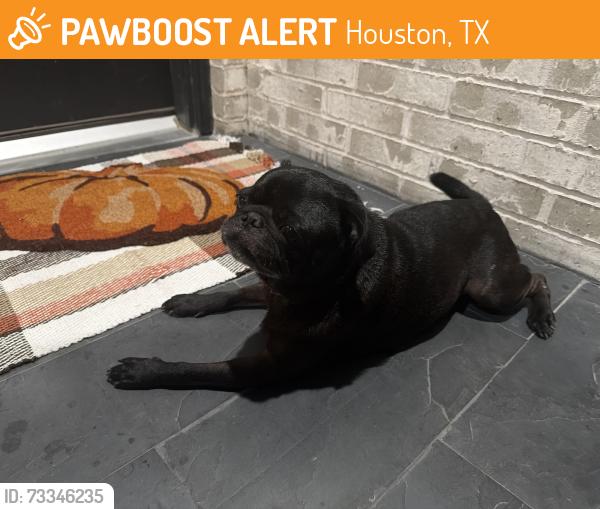 Found/Stray Unknown Dog last seen hmstd, Houston, TX 77016
