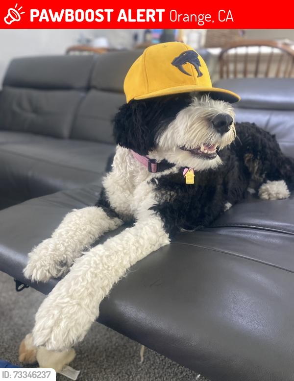 Lost Female Dog last seen Valentino pizzas and Bank of America on Chapman, Orange, CA 92869