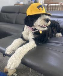 Lost Female Dog last seen Valentino pizzas and Bank of America on Chapman, Orange, CA 92869