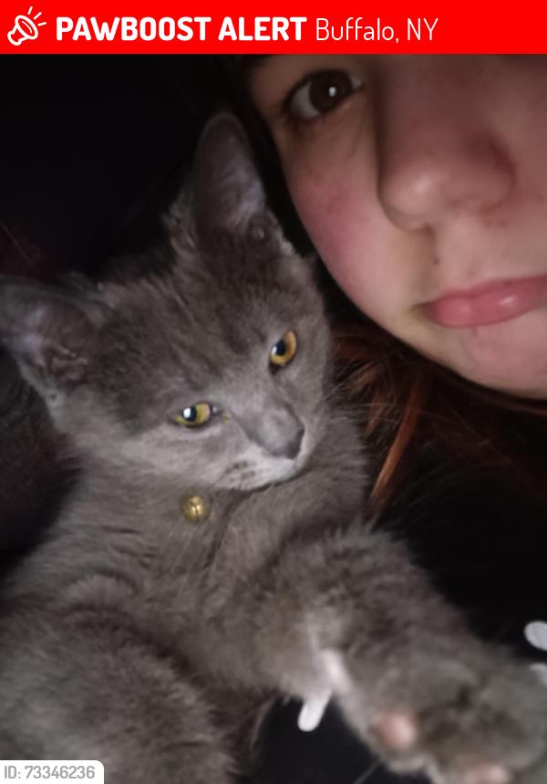 Lost Male Cat last seen Seneca Community center, Buffalo, NY 14210
