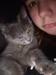 Lost Male Cat last seen Seneca Community center, Buffalo, NY 14210
