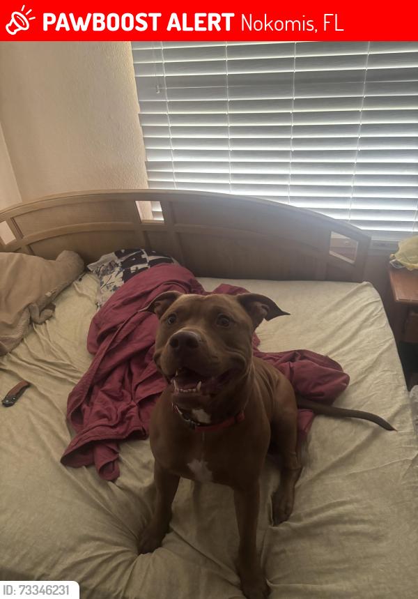 Lost Female Dog last seen Near laurel park, Nokomis, FL 34275