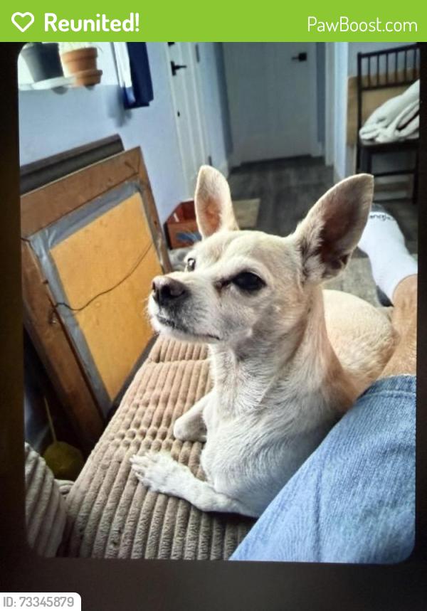 Reunited Male Dog last seen Morrow Rd and Bangs, Modesto, CA 95356